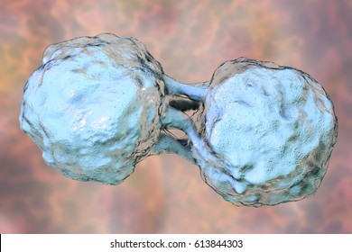 Dividing Stem Cells, 3D Illustration. Research Background