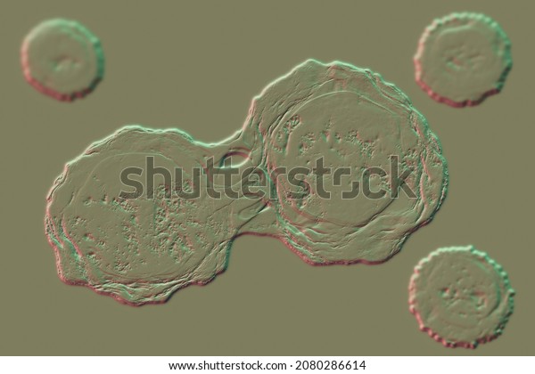 Dividing stem cells, 3D illustration. Research
and scientific
background