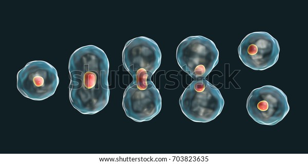 Division of a\
cell, mitosis concept, 3D\
illustration