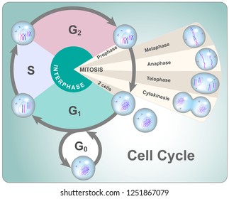 Division Cycle Of Eukaryotic Cell Divided Into Four Phases: G1, S, G2 And Mitosis