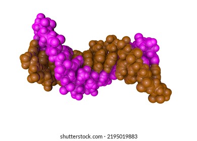 Dna Dodecamer Duplex Containing Cis-syn Thymine Cyclobutane Dimer. Solution-state Structure. Rendering With Differently Colored Protein Chains Based On Protein Data Bank Entry 1ttd. 3d Illustration