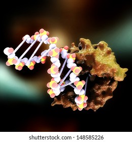 DNA Helicase