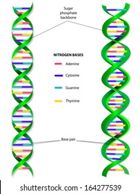 Long Dna Strand Images, Stock Photos & Vectors | Shutterstock