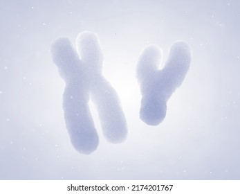 DNA molecules are organized in structures called chromosomes that carry the genetic code of an organism. 3d illustration of human X and Y chromosomes on white