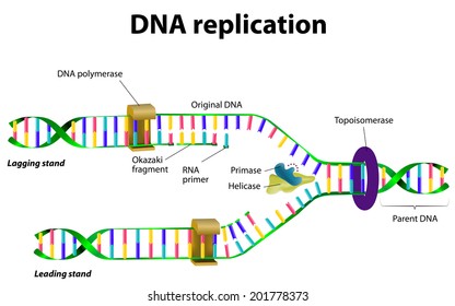 Image result for DNA replication