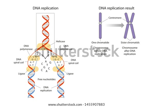 DNA\
replication is the biological process of producing two identical\
replicas of DNA from one original DNA\
molecule