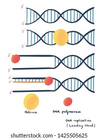 DNA Replication, Leading Stand, Helicase, Dan Polymerase, Dan Ligase