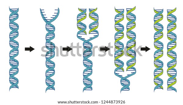 DNA replication- mechanism of\
producing two identical DNA strands from one original DNA strand.\
