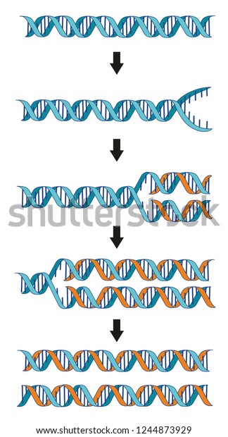 DNA replication producing two identical DNA\
strands from one original DNA strand.\
