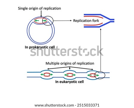 DNA replication starts at the origin (s) of replication, where two replication forks are formed at each origin. Unlike eukaryotic cells, prokaryotic cells have only single origin of replication