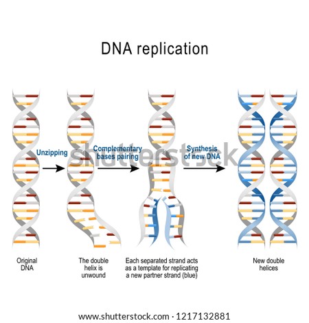 DNA replication. Steps. double helix is unwound. Each separated strand acts as a template for replicating a new strand. Illustration for scientific, medical, and educational use