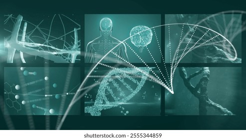 DNA strand and neural network over medical image of human brain and body. Biotechnology, genetics, artificial intelligence, healthcare, medicine, human anatomy - Powered by Shutterstock