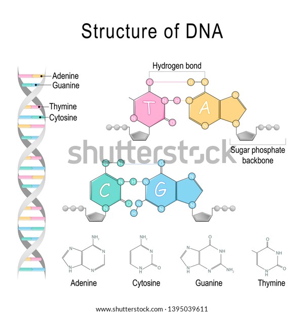 DNA structure. Adenine,
Cytosine, Thymine, Guanine, Sugar phosphate backbone, and Hydrogen
bond.  diagram for educational, medical, biological, and scientific
use