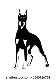 Doberman Pinscher Realistic Drawing Black White Stock Illustration 