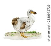 Dodo bird standing on the ground. Watercolor vintage style illustration. Hand drawn extinct flightless bird. Raphus cucullatus avian. Dodo standing side view isolated on white background