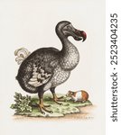 The Dodo and the Guinea Pig (1757), vintage extinct animal illustration by George Edwards; Engraver: George Edwards. Vintage dodo bird art, bird drawing illustration, old dodo painting, bird art print