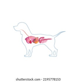 Dog Anatomy, Lungs, Heart, Stomach, Small Intestine, Large Intestine, Liver, Pancreas, Spleen, Gallbladder