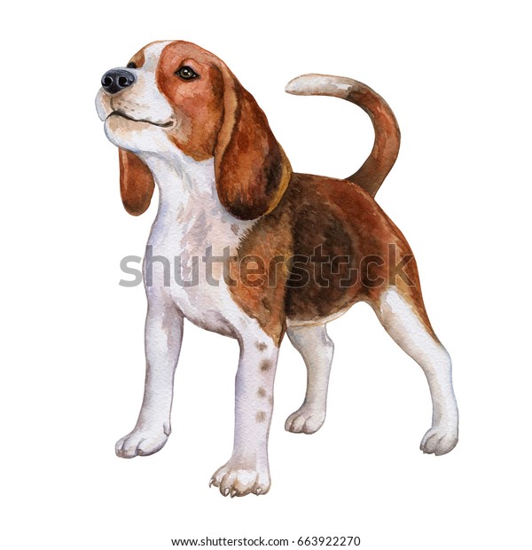 狗小猎犬隔离在白色背景 开朗的棕色狗 水彩 插图 模板 库存插图