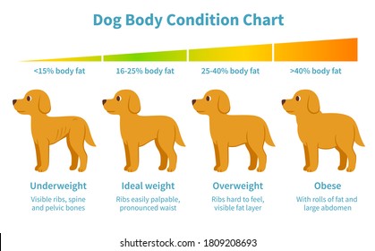 Dog body condition chart. Body fat index for underweight, overweight, obese and ideal weight in dogs. Canine health, veterinary infographic illustration in cartoon style. - Powered by Shutterstock