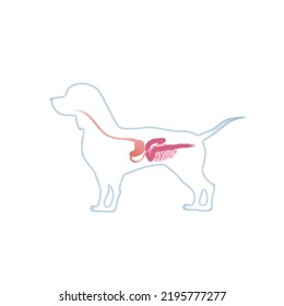 Dog Digestive System Dog Anatomy, Small Intestine, Large Intestine, Stomach