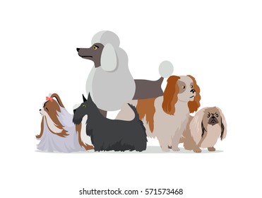 Dog Grooming Banner. Long Haired Dog Breeds Of Different Size Isolated On White Background. Pekingese, Shih Tzu, Poodle, Scottish Terrier, Aberdeen Terrier