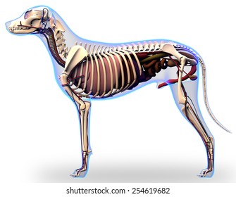 Dog Internal Organs Anatomy