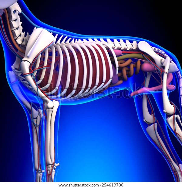 Dog Internal Organs Anatomy Stock Illustration 254619700 | Shutterstock