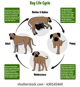 Dog Life Cycle Diagram With All Stages Including Birth Mother And Babies Puppy Adolescence Adult Simple Useful Chart For Biology Science Education