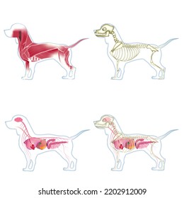 The Dog Muscle Skeletal Anatomy