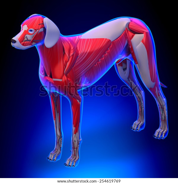 Dog Muscles Anatomy Stock Illustration 254619769 | Shutterstock