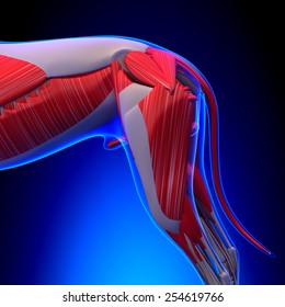 Dog Muscles Anatomy - Back