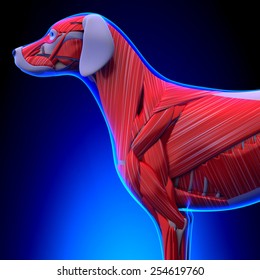 Dog Muscles Anatomy Body