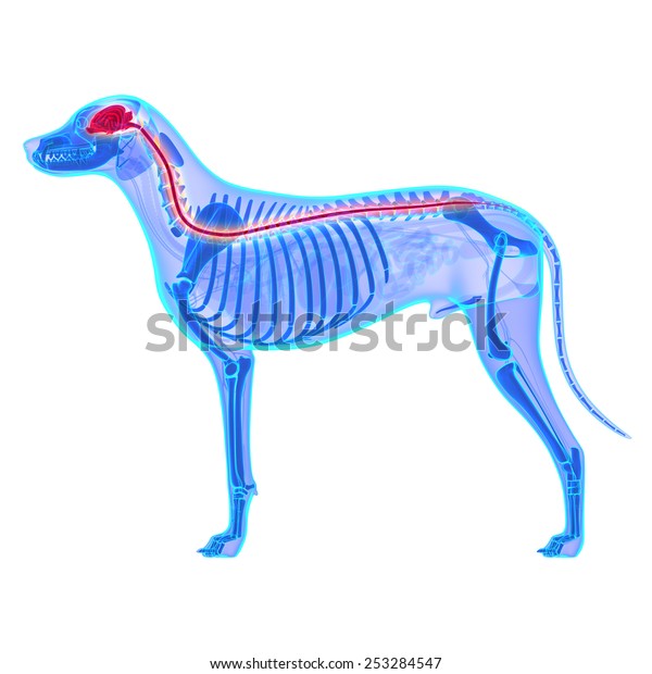 Dog Nervous System Canis Lupus Familiaris Stock Illustration 253284547 ...