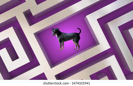 Dog Pet Animal Lost Found Maze 3d Illustration