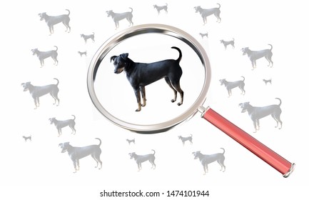 Dog Pet Animal Lost Found Magnifying Glass 3d Illustration