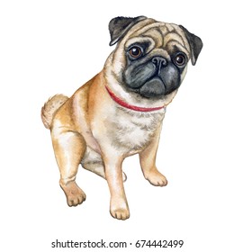 Dog pug isolated on white background. Watercolor. Illustration. Template. Image. Picture