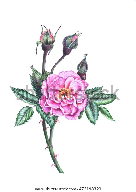 Dog Rose Watercolor Painting Cards Hand Stock Illustration 473198329 ...