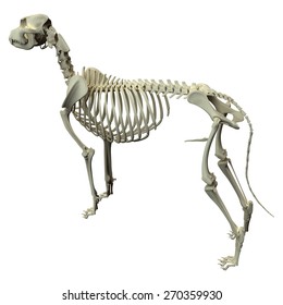 Similar Images, Stock Photos & Vectors of Dog Skeleton Anatomy