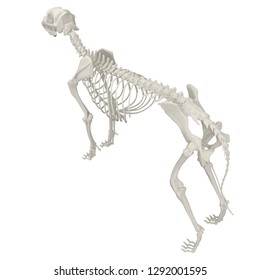 Dog Skeleton Anatomy 3d Rendering Stock Illustration 1292001595 ...