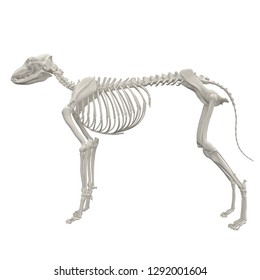 Dog Skeleton Anatomy 3d Rendering Stock Illustration 1292001604 ...