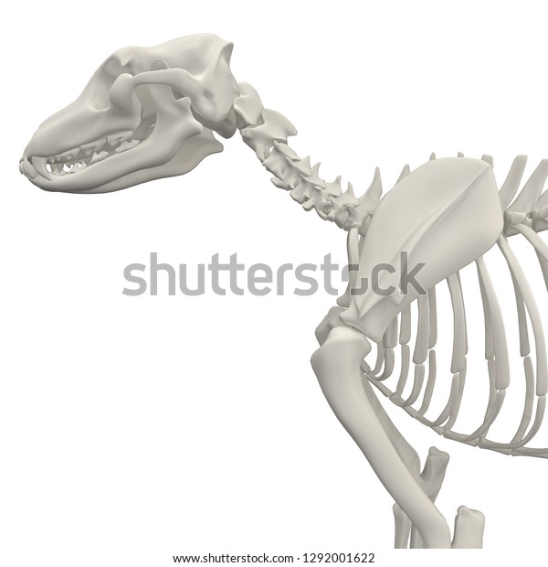 Dog Skeleton Anatomy 3d Rendering Stock Illustration 1292001622