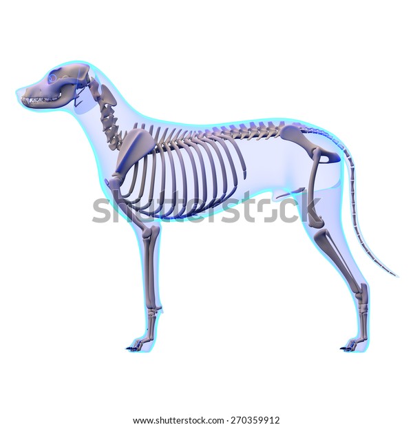 Dog Skeleton Anatomy Stock Illustration 270359912 | Shutterstock