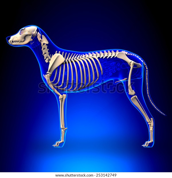 Dog Skeleton -\
Canis Lupus Familiaris\
Anatomy