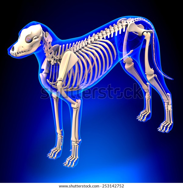 dog skeleton shirt