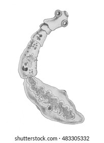 The Dog Tapeworm, Echinococcus Granulosus, Hydatid Worm Or Hyper Tapeworm. Hand Drawing Black And White Sketch Illustration.