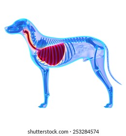 Dog Thorax Lungs Anatomy Canis Lupus Stock Illustration 253284574