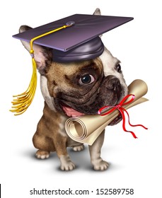 Dog training pet school concept with a bull dog  wearing a graduation cap and a diploma in his mouth as an icon of animal obedience education and veterinary guidance in forced perspective on white.