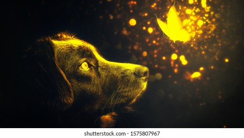 Dog Wallpaper | Dog and Butterfly | Golden Butterfly Wallpaper | golden light Wallpaper | golden dog