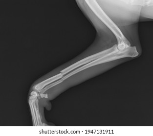 Dog x ray radius   ulna fracture  Canine broken leg