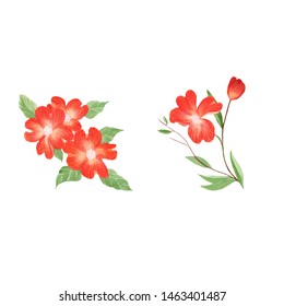 Dogwood flower hand drawn in watercolor illustration in white background Botanical illustration 
